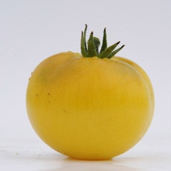 LEMON_BUSH