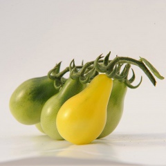 POIRE-JAUNE